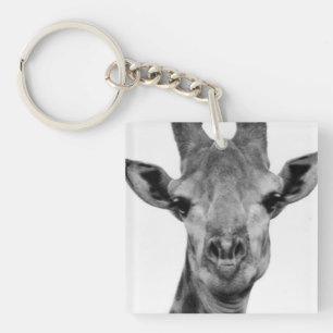 Svart och vitt Giraffeffoto