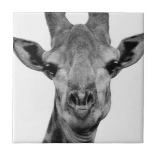 Svart och vitt Giraffeffoto Kakelplatta