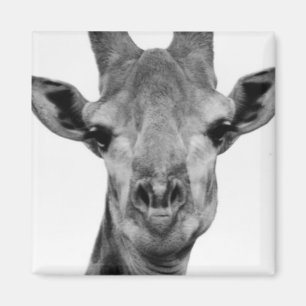 Svart och vitt Giraffeffoto Magnet