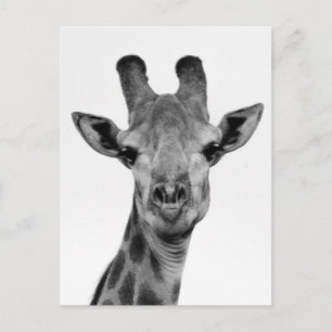 Svart och vitt Giraffeffoto Vykort