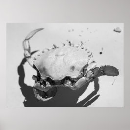 Svart och vitt havskrabba för svartvita havet poster
