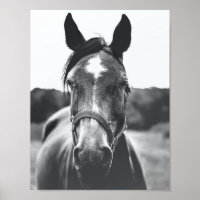 Svart och vitt horse Porträtt-foto Poster