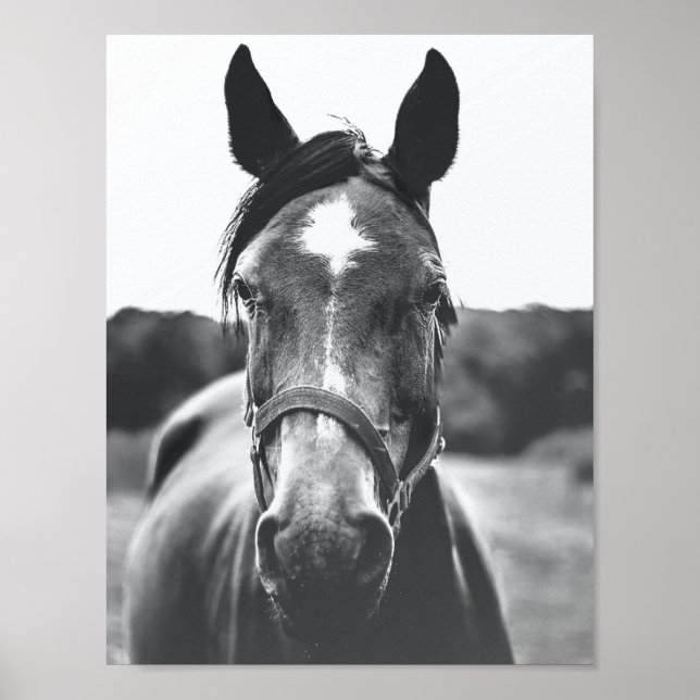 Svart och vitt horse Porträtt-foto Poster (Framsidan)