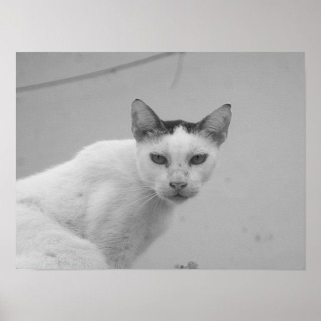 Svart och Vitt - Katt 02 Poster (Framsidan)