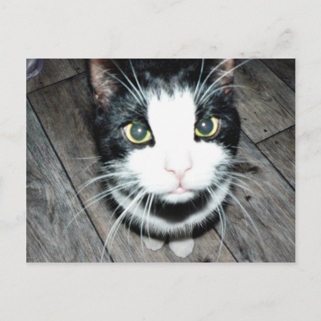 Svart och vitt katt vykort (Framsida)