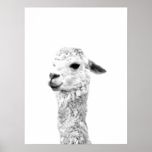 Svart och vitt lamaodjur porträtt poster