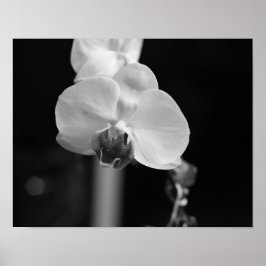 Svart och vitt orchid-foto poster