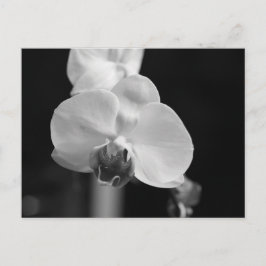 Svart och vitt orchid-foto vykort