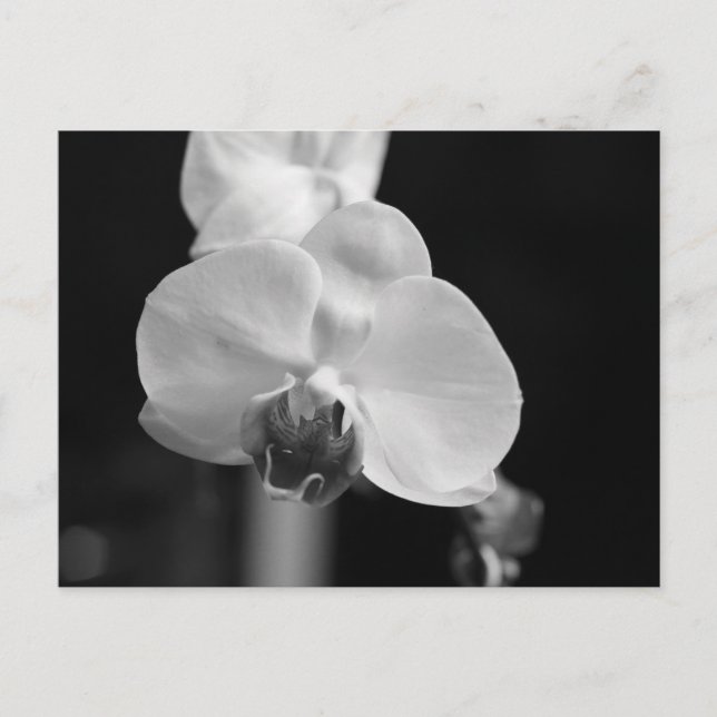 Svart och vitt orchid-foto vykort (Framsida)