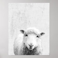 Svart och vitt Peekaboo Får minimalistisk neurseri