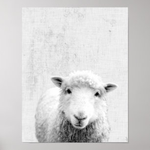 Svart och vitt Peekaboo Får minimalistisk neurseri Poster