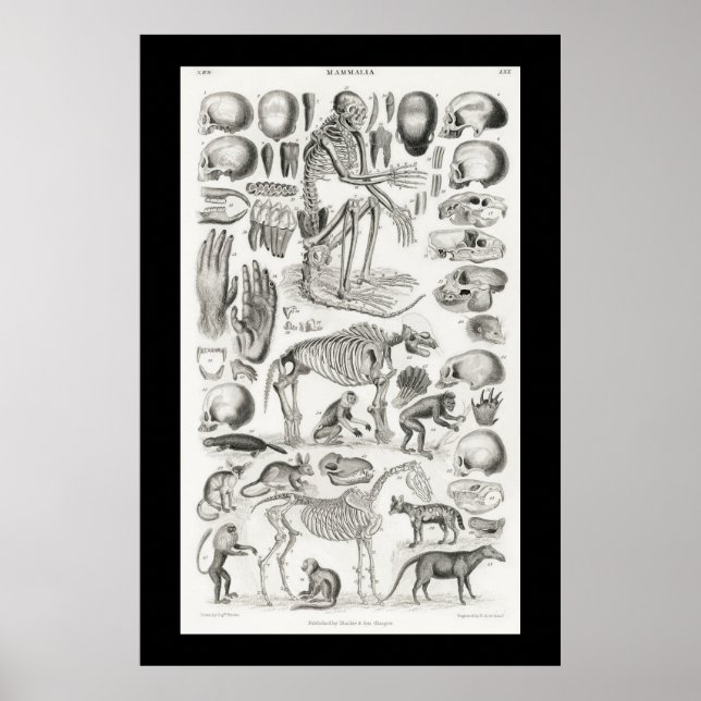 Svart och vitt Skeleton-Döskallar Mammalia Poster (Framsidan)