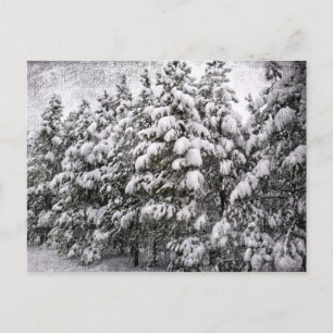 Svart och vitt snöslam, Conifer, CO Vykort
