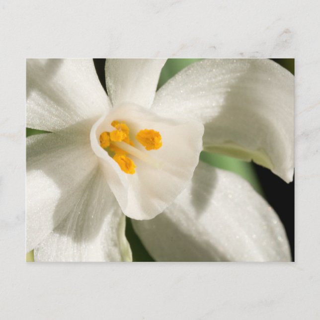 Svart Och Vitt Spara Datum Postkort Meddelande Vykort (Framsida)