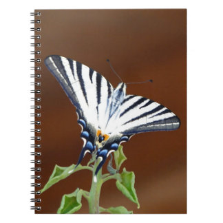 Svart och vitt stripe Fantail Butterfly Anteckningsbok