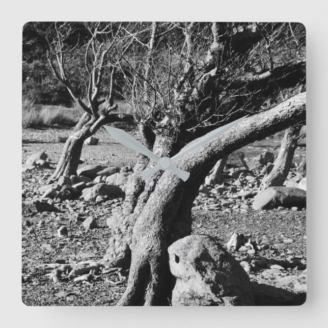 SVART OCH VITT TRÄD FYRKANTIG KLOCKA (Framsida)