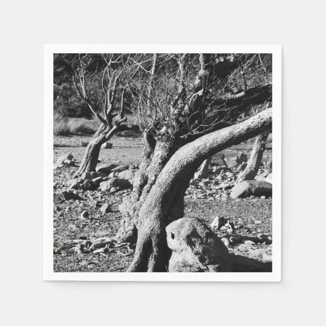 SVART OCH VITT TRÄD PAPPERSSERVETT (Framsidan)