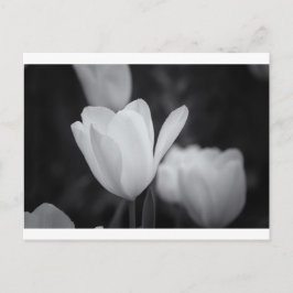 Svart och vitt Tulip Vykort