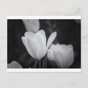 Svart och vitt Tulip Vykort