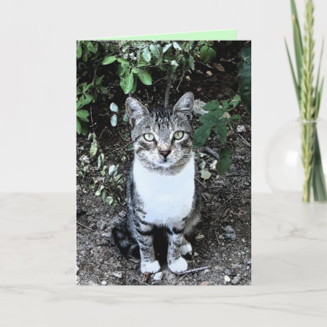 SVART OCH VITT TURKISKT KATRONIN KORT (Framsida)