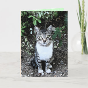 SVART OCH VITT TURKISKT KATRONIN KORT