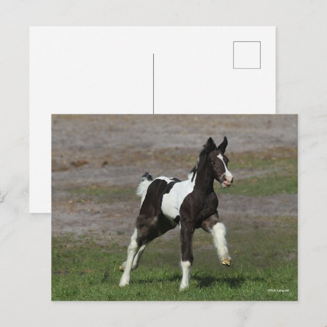 Svart och vitt zigenarskannerfoal som körs vykort (Fram/baksida)