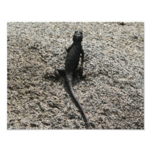 Svart ödla fototryck