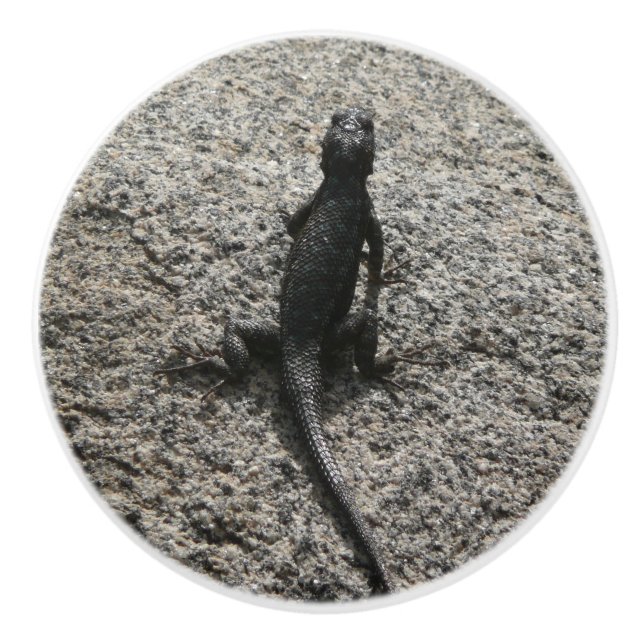 Svart ödla knopp (Framsidan)