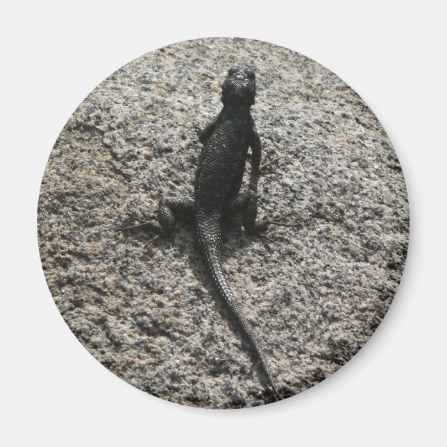 Svart ödla magnet (Framsidan)