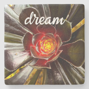 Svart Orange Cactus Succulent Photo Dream Script Underlägg Sten