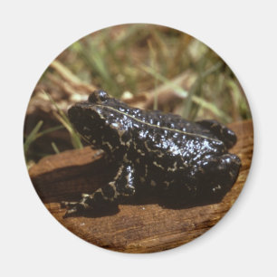 Svart padda magnet