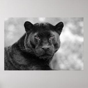 svart panna poster