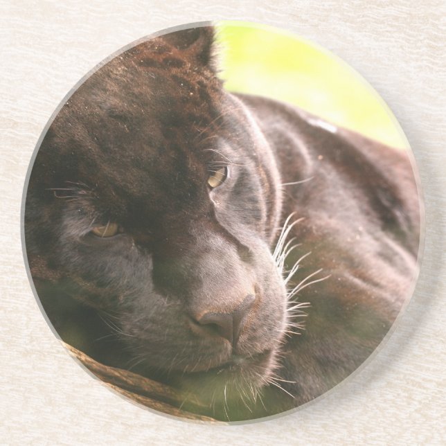 Svart panter som sovar kustfartyget underlägg (Framsidan)