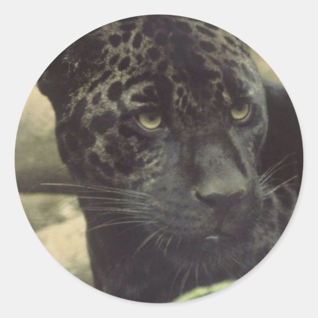 Svart panterklistermärkear runt klistermärke (Framsida)