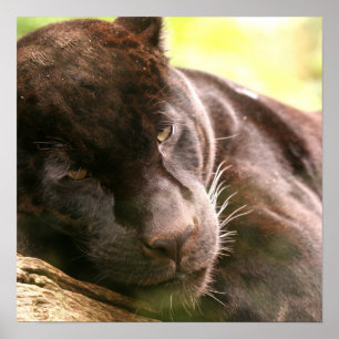 Svart Panther Sleeping Poster