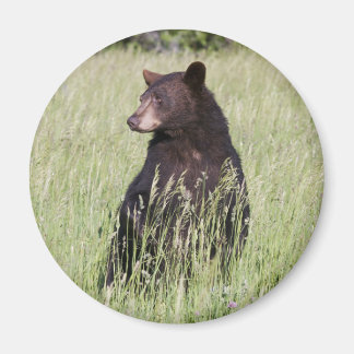 Svart pärlnät magnet