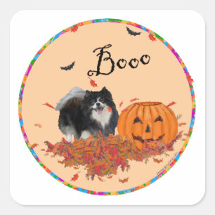 Svart Pomeranian Halloween Fyrkantigt Klistermärke