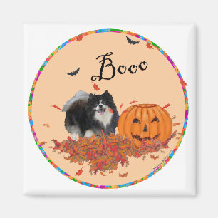 Svart Pomeranian Halloween Magnet