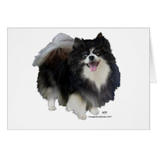 Svart Pomeranian Hälsningskort