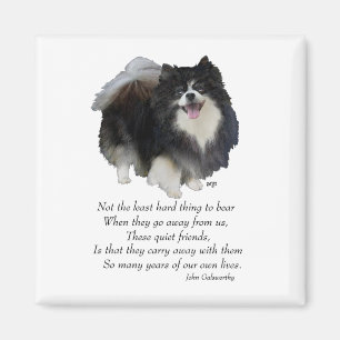 Svart Pomeranian Minnessak Magnet