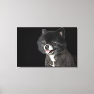 Svart Pomeranian som tittar till det vänstert Canvastryck