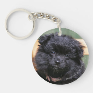 Svart Pomeranian valp