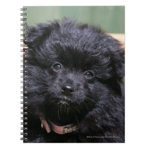 Svart Pomeranian valp Anteckningsbok