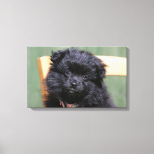 Svart Pomeranian valp Canvastryck
