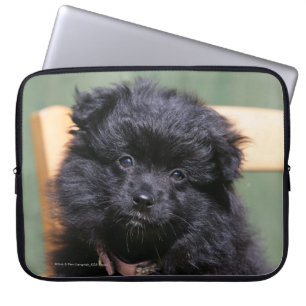 Svart Pomeranian valp Laptop Sleeve