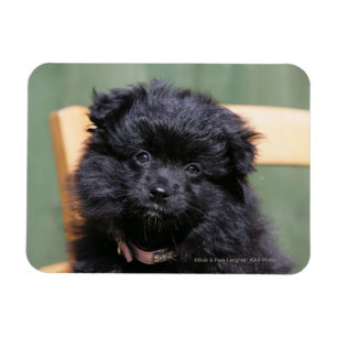 Svart Pomeranian valp Magnet