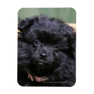 Svart Pomeranian valp Magnet
