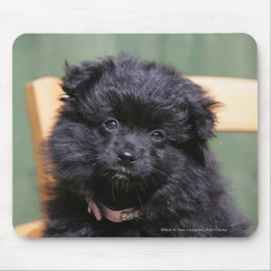 Svart Pomeranian valp Musmatta