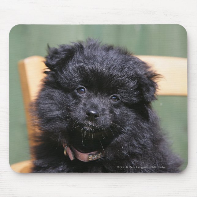 Svart Pomeranian valp Musmatta (Framsidan)
