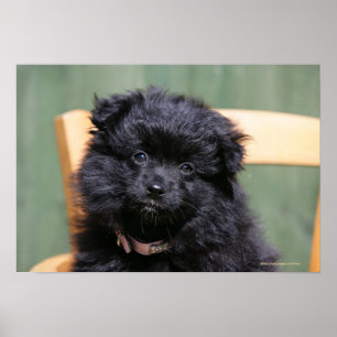 Svart Pomeranian valp Poster